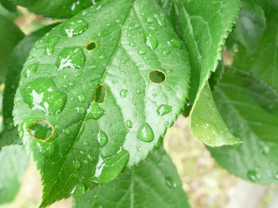 Freiding_09_06_2008_Schrotschuss_Zwetschke 4zu3.JPG